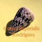 Conus imperialis Rodrigues